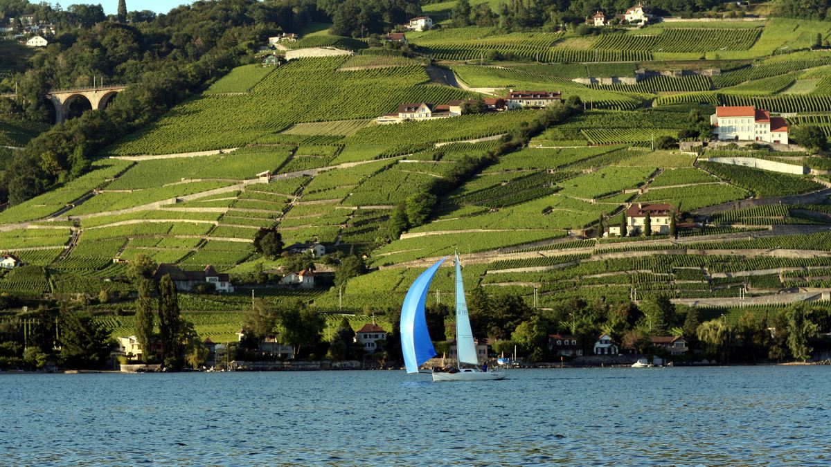 Les vignes en terrasses de Lavaux, au bord du Léman