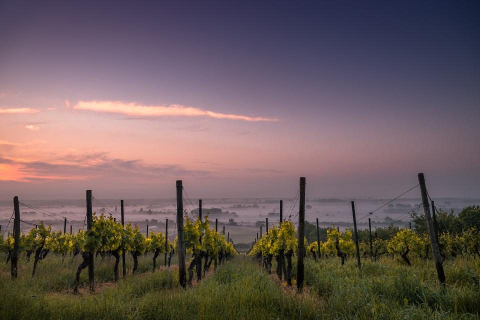 Illustration du thème vin : un vignoble à l'aube